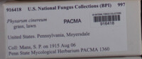 Physarum cinereum image